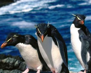 Превью обои пингвины, три, прогулка, вода
