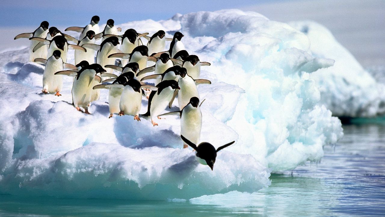 Обои пингвины, вода, снег
