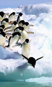 Превью обои пингвины, вода, снег
