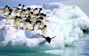 Превью обои пингвины, вода, снег