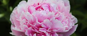 Превью обои пион, лепестки, слои, розовый, цветок, макро