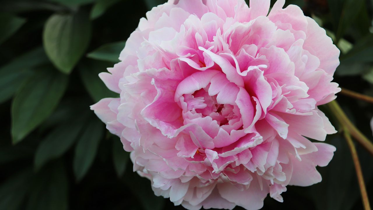 Обои пион, лепестки, цветок, макро, розовый