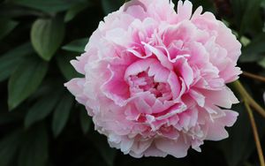 Превью обои пион, лепестки, цветок, макро, розовый