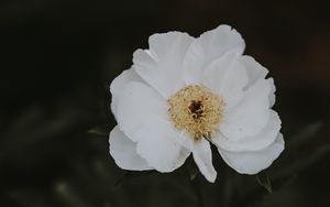 Превью обои пион, цветок, белый, крупным планом, размытость