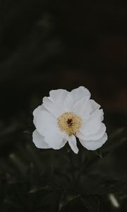 Превью обои пион, цветок, белый, размытость