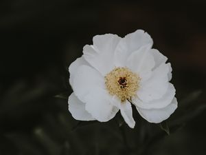 Превью обои пион, цветок, белый, размытость