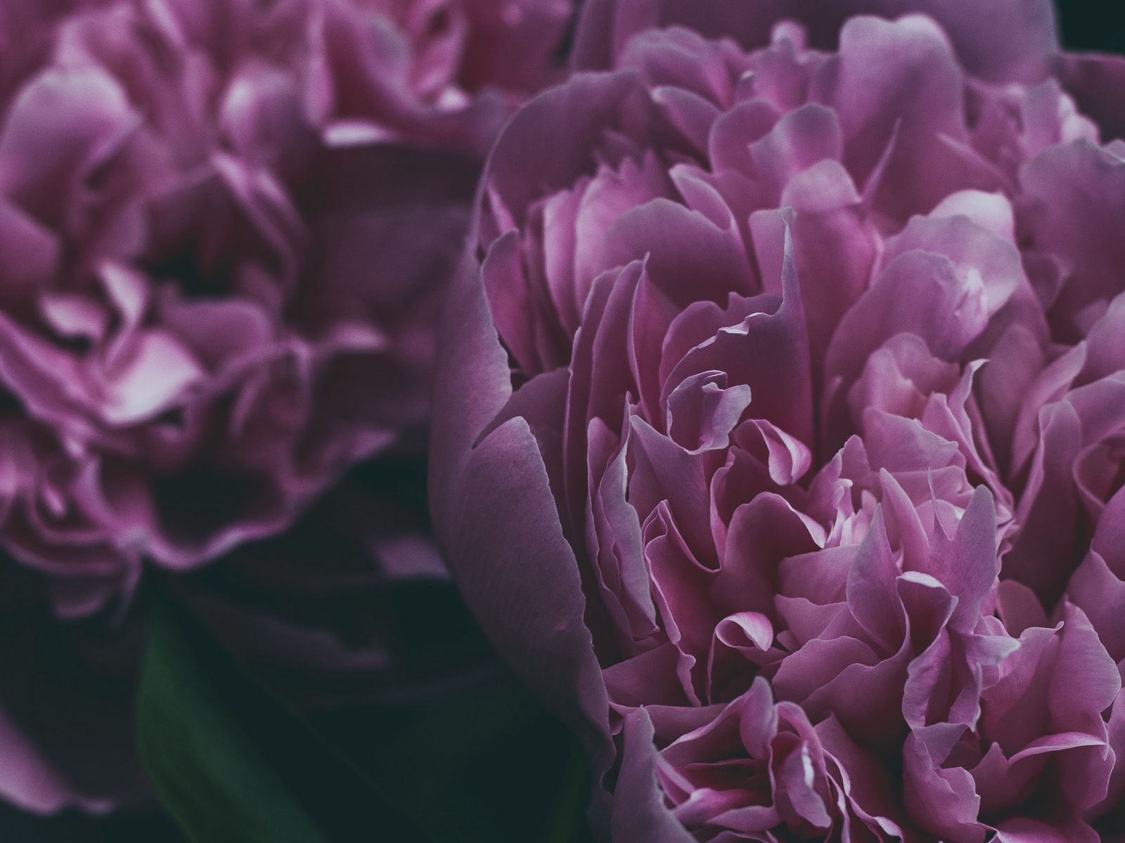 Фиолетовые Цветы Пионы