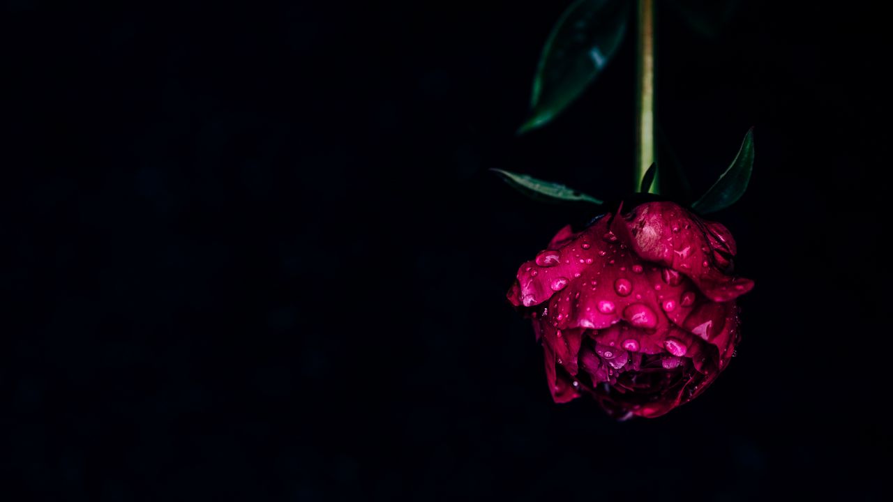 Обои пион, цветок, роса, мокрый, капли, розовый, темный