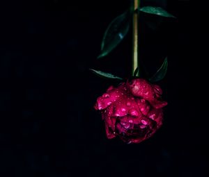 Превью обои пион, цветок, роса, мокрый, капли, розовый, темный