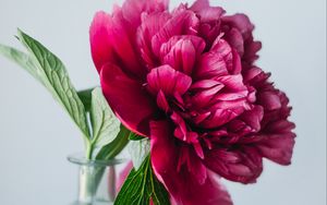 Превью обои пион, цветок, розовый, ваза, стеклянный