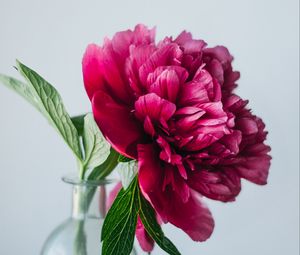 Превью обои пион, цветок, розовый, ваза, стеклянный