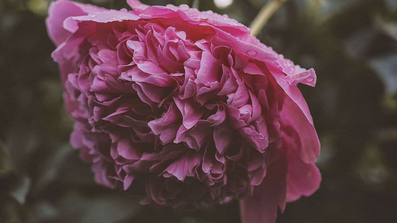 Обои пион, цветок, розовый, мокрый, роса