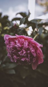 Превью обои пион, цветок, розовый, мокрый, роса
