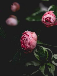 Превью обои пион, цветок, розовый, капли, роса