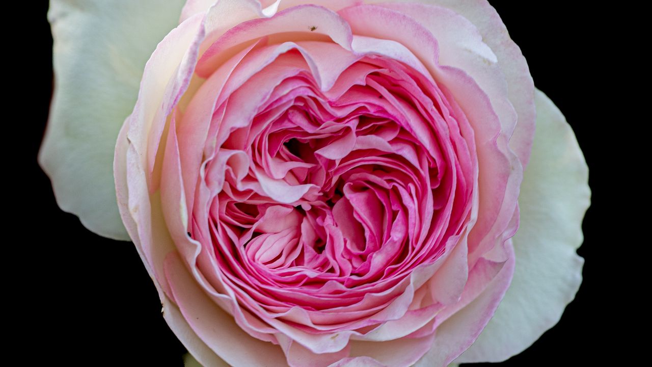 Обои пионовидная роза, роза, бутон, розовый, макро