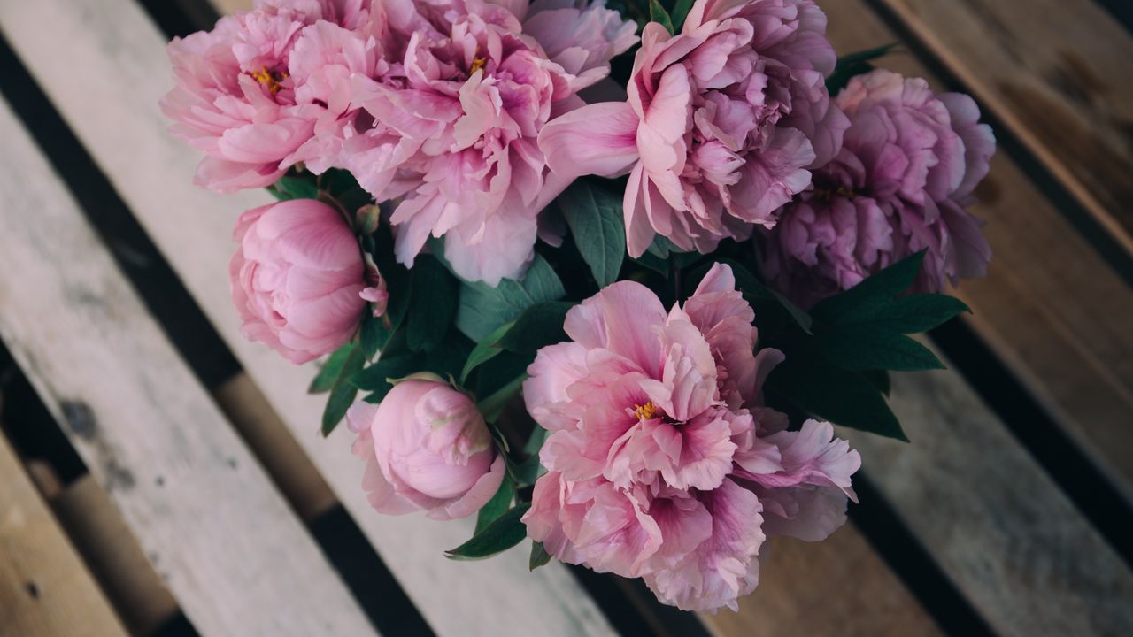 Обои пионы, цветы, букет, розовый
