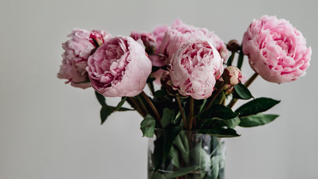 Обои пионы, цветы, букет, розовый, ваза
