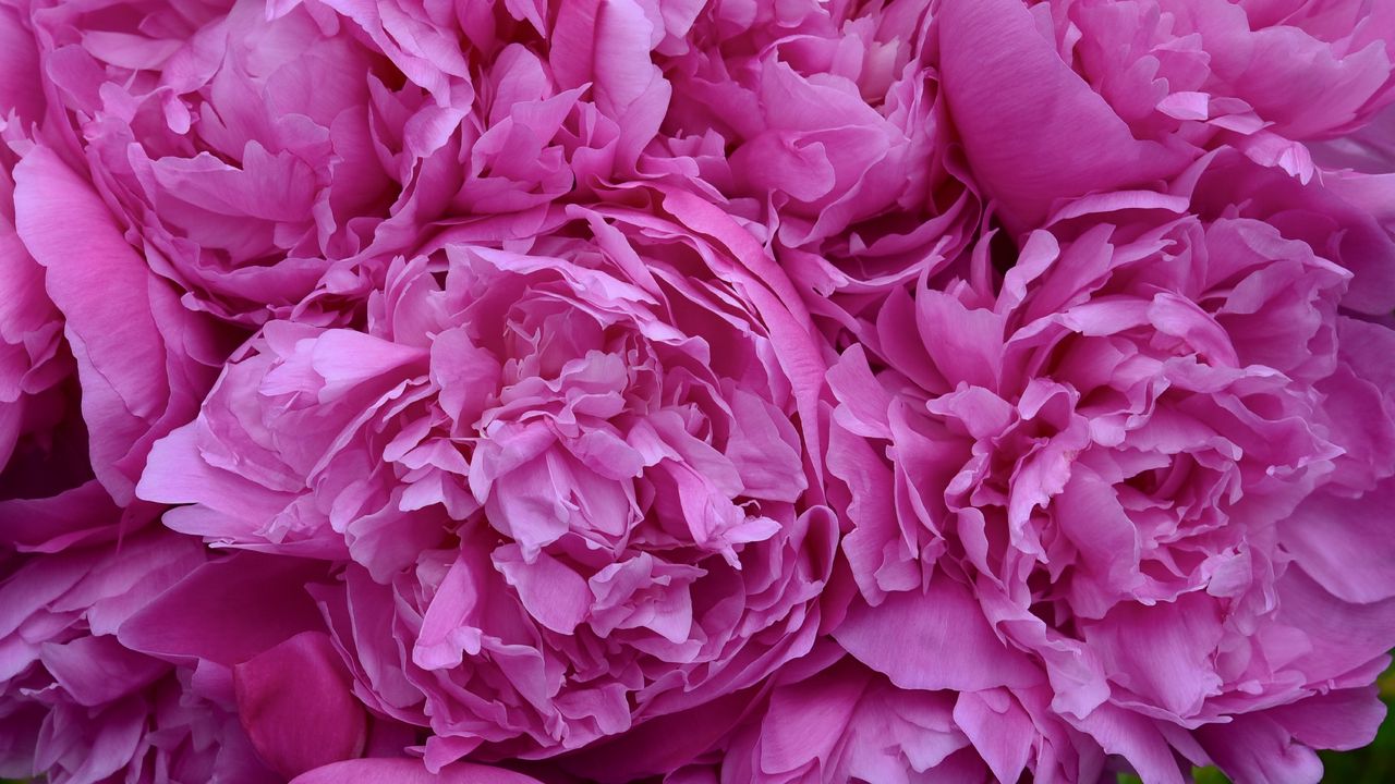 Обои пионы, цветы, лепестки, розовый
