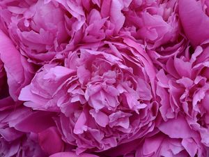Превью обои пионы, цветы, лепестки, розовый