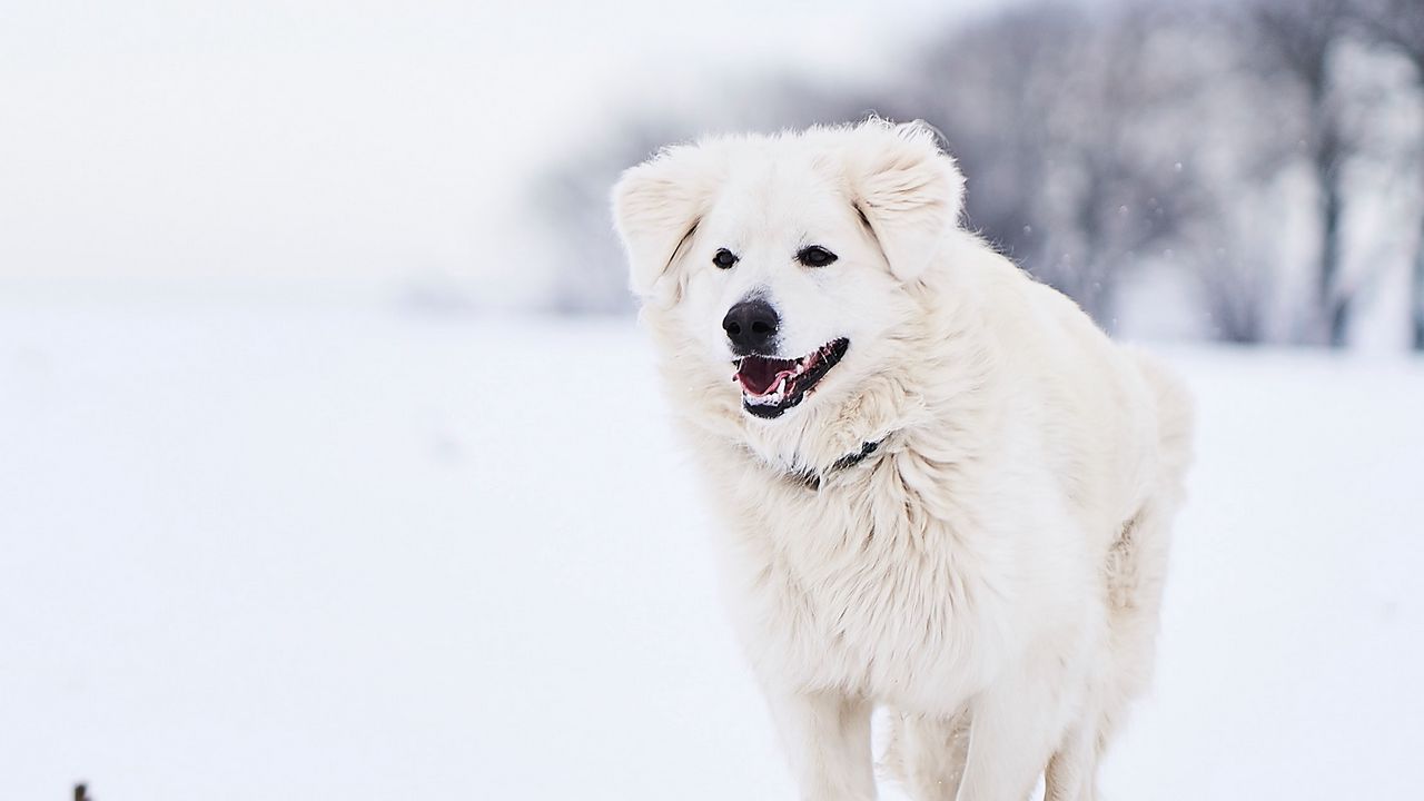 Обои пиренейская горная собака, большой пиреней, собака, белый, снег, бег
