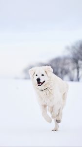 Превью обои пиренейская горная собака, большой пиреней, собака, белый, снег, бег
