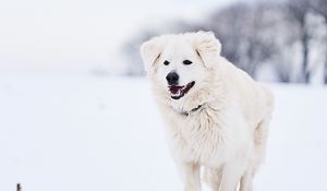 Превью обои пиренейская горная собака, большой пиреней, собака, белый, снег, бег
