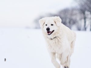 Превью обои пиренейская горная собака, большой пиреней, собака, белый, снег, бег