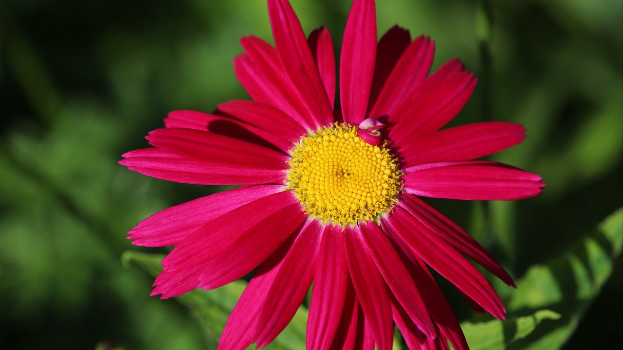 Обои пиретрум, ромашка, цветок, лепестки, красный, макро