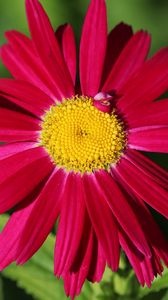 Превью обои пиретрум, ромашка, цветок, лепестки, красный, макро