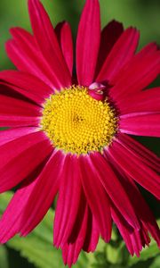 Превью обои пиретрум, ромашка, цветок, лепестки, красный, макро