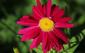 Превью обои пиретрум, ромашка, цветок, лепестки, красный, макро