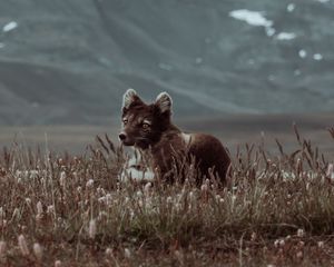 Превью обои писец, зверь, милый, взгляд, трава