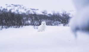 Превью обои писец, зверь, снег, белый