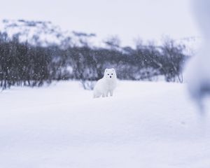 Превью обои писец, зверь, снег, белый