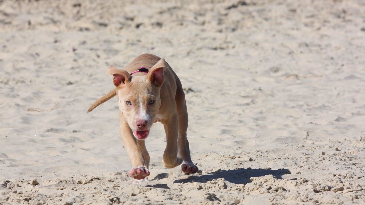 Обои питбуль, щенок, собака, песок, бежать