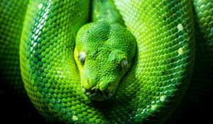 Превью обои питон, змея, рептилия, зеленый