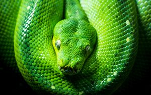 Превью обои питон, змея, рептилия, зеленый