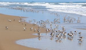 Превью обои пляж, море, чайки, птицы, волны