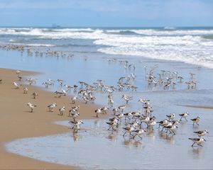 Превью обои пляж, море, чайки, птицы, волны