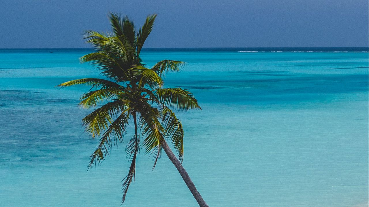 Обои пляж, пальма, отдых