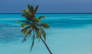 Превью обои пляж, пальма, отдых