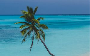 Превью обои пляж, пальма, отдых