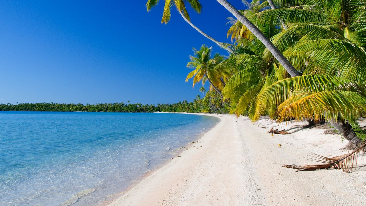 Пальмы пляж фото