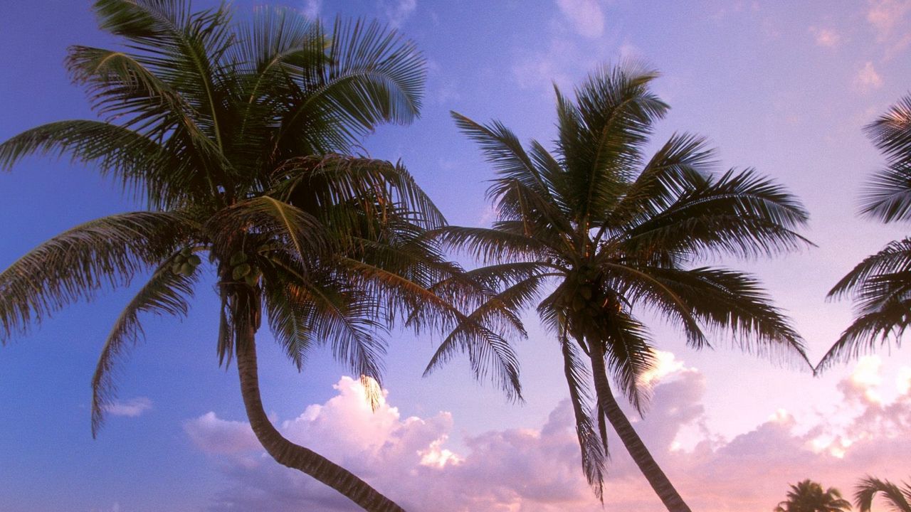Обои пляж, пальмы, песок, небо, закат
