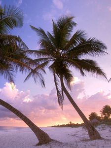 Превью обои пляж, пальмы, песок, небо, закат