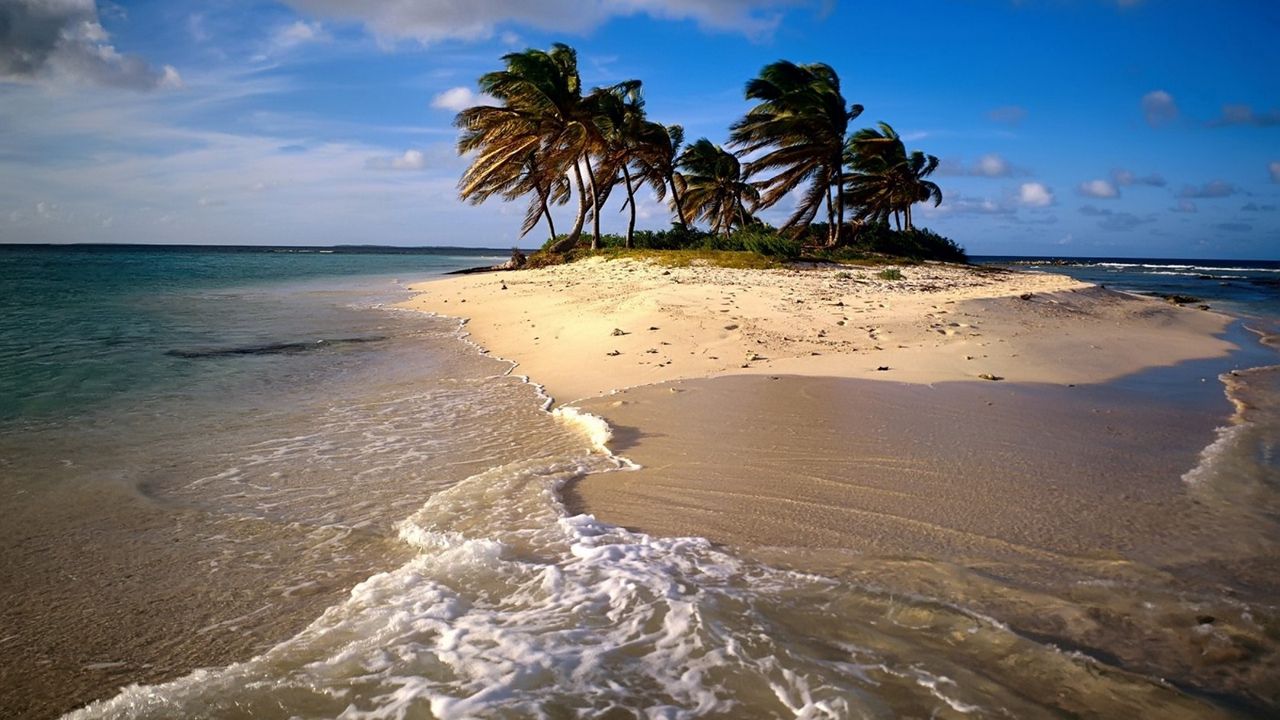 Обои пляж, песок, море, пальма