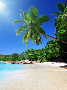 Превью обои пляж, песок, пальмы, тропики