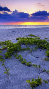 Превью обои пляж, песок, растительность, листья, крупицы, море, закат, горизонт