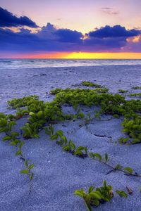 Превью обои пляж, песок, растительность, листья, крупицы, море, закат, горизонт