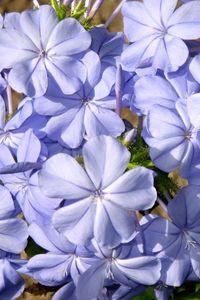 Превью обои плюмбаго, цветок, голубой, крупный план